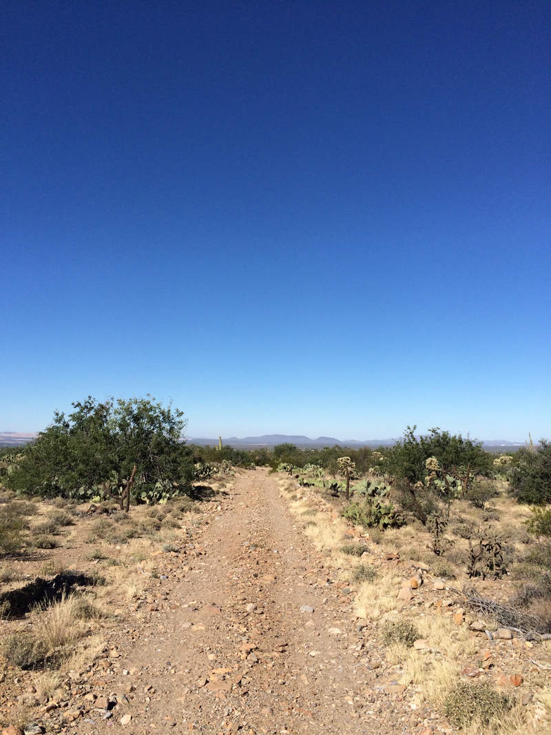Feet pressing soft, with speed.