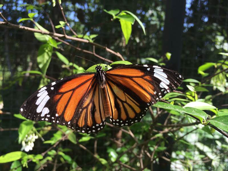 The Best Thing in Phuket, Thailand is the Butterfly Garden.